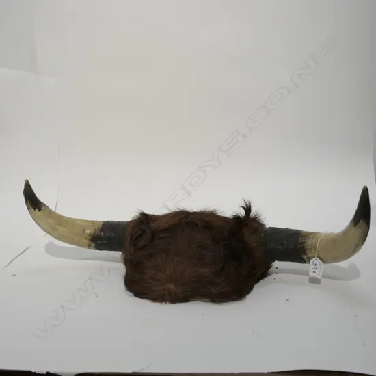 PR MOUNTED 'WILD BULL' HORNS 1949