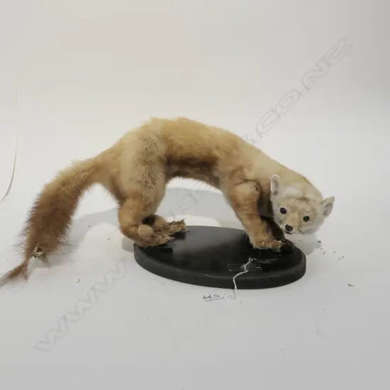 TAXIDERMY NORTH AMERICAN PINE MARTIN