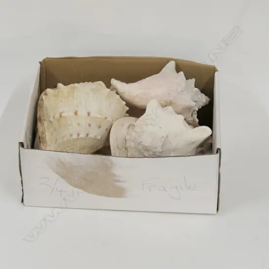4 LARGE SHELLS