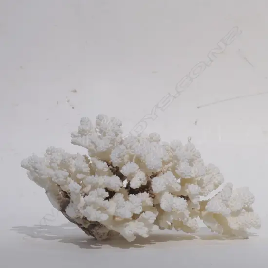 CORAL HEAD BRANCH FORM L.320MM