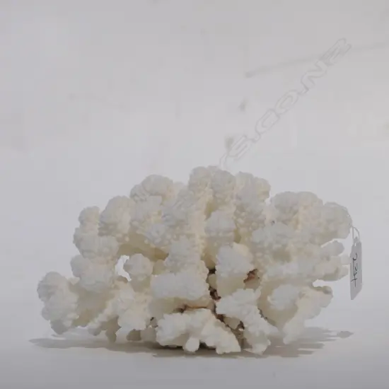 CORAL HEAD BRANCH FORM (NO EXPORT)