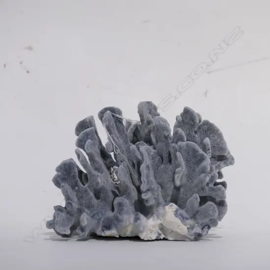 CORAL HEAD GREY FAN FORM (NO EXPORT)