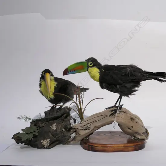 TWO TAXIDERMY BIRDS