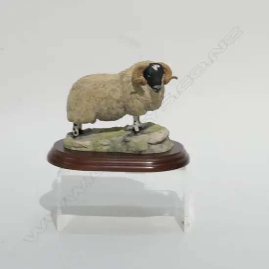 BORDER FINE ARTS--HERDWICK RAM--RESIN--BOXED
