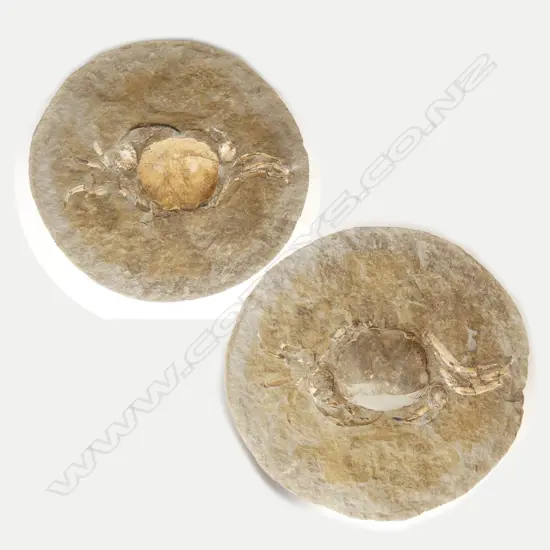 A rare large New Zealand fossil crab 'Tumidocarinus Gigantieus"