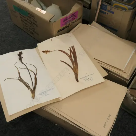 2 BOXES OF ASST BOTANICAL SPECIMENS H 380 MM