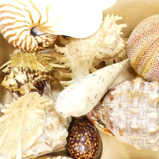 LOT ASST WORLD SHELLS