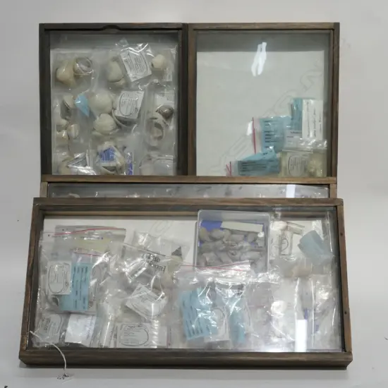 4 DISPLAY CASES NZ NATIVE SHELLS/CRUSTACEANS