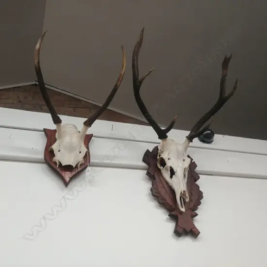 2 MOUNTED ANTLERS 