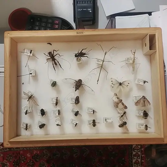 CEDAR BOX OF INSECTS