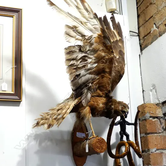 TAXIDERMY HAWK