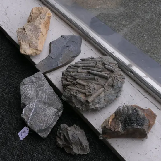 6 NZ FOSSILS SHELLS LEAVES CEPHALOPODS ETC