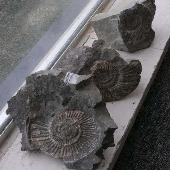 3 NZ AMMONITE FOSSILS