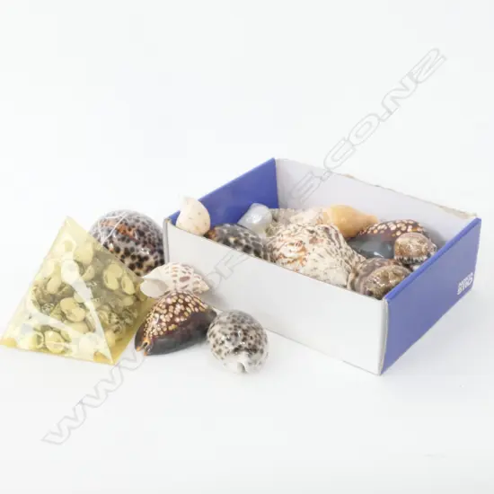 LOT ASST WORLD SHELLS