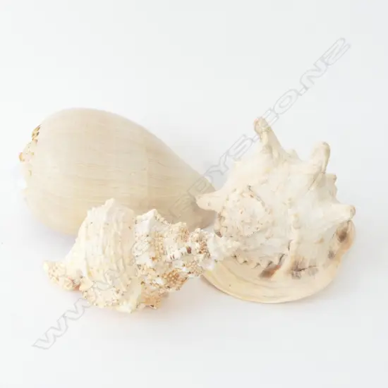 3 ASST WORLD SHELLS