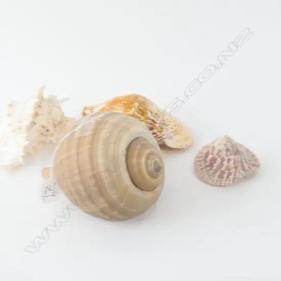 4 ASST WORLD SHELLS