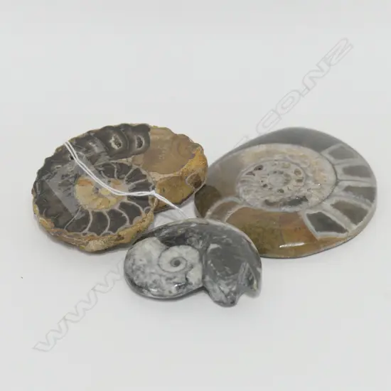 THREE AMMONITE FOSSILS (CUT AND POLISHED)