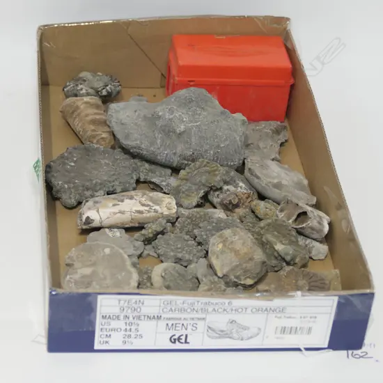BOX OF FOSSILS AMMONITES ETC