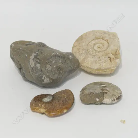 FOUR AMMONITE FOSSILS