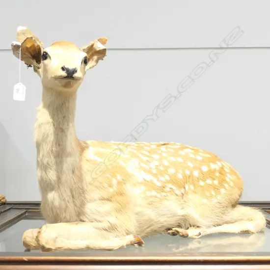 TAXIDERMY BABY DEER