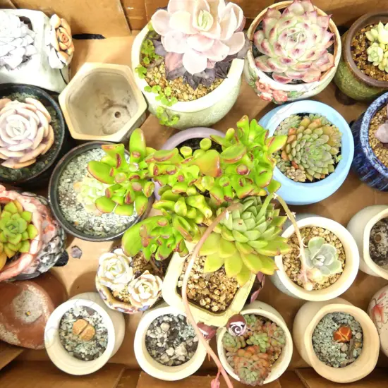BOX 16 POTTED SUCCULENT PLANTS + OTHER POTS