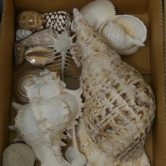 LOT OF ASST WORLD SHELLS