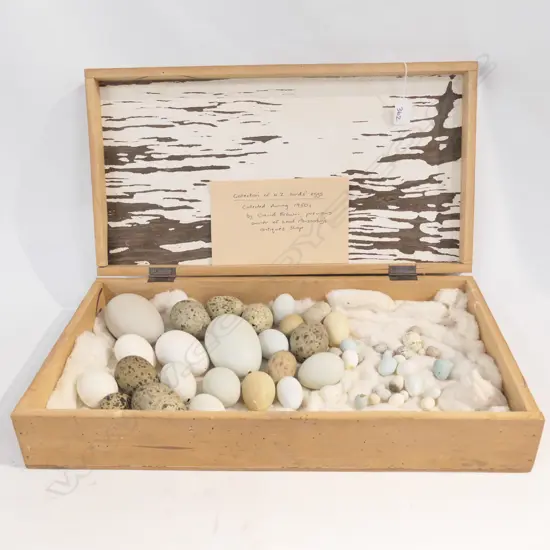 NZ WILD BIRDS' EGGS COLLECTED BY DAVID BROWN (LORD PONSONBY ANTIQUES)1950s, IN BOX, THE LID w JUVENILE INSCRIPTIONS