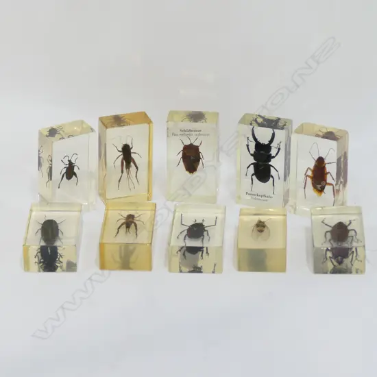 10 ASST INSECTS MOUNTED IN ACRYLIC BOXES
