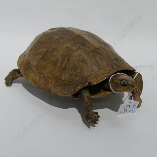 VICT. TAXIDERMY TURTLE W. 200MM