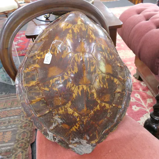 TURTLE SHELL L 500 MM