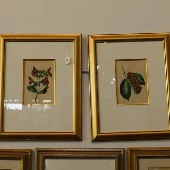 PR FLORAL BOTANICAL PRINTS GILT FRAMED