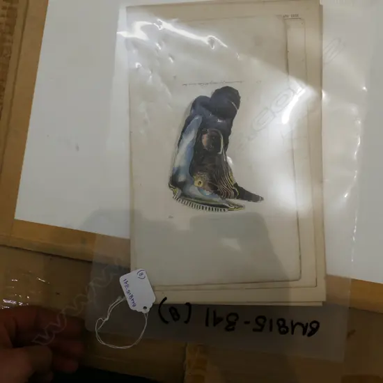 8 VARIOUS HAND COLOURED LITHOGRAPHS / ETCHINGS - SHELLS / FISH ETC