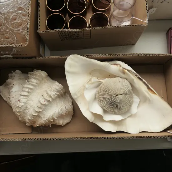 BOX LOT 3 SHELLS AND CORAL PIECE