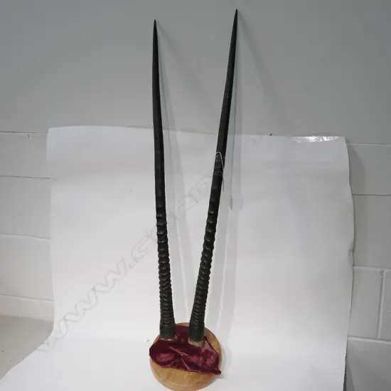 PR ORYX MOUNTED LONG ANTLERS