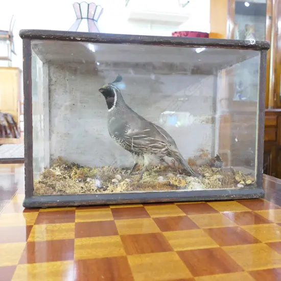 TAXIDERMY OLD CASED QUAIL DISPLAY...