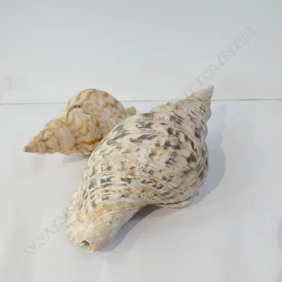 2 OLD CONCH SHELLS