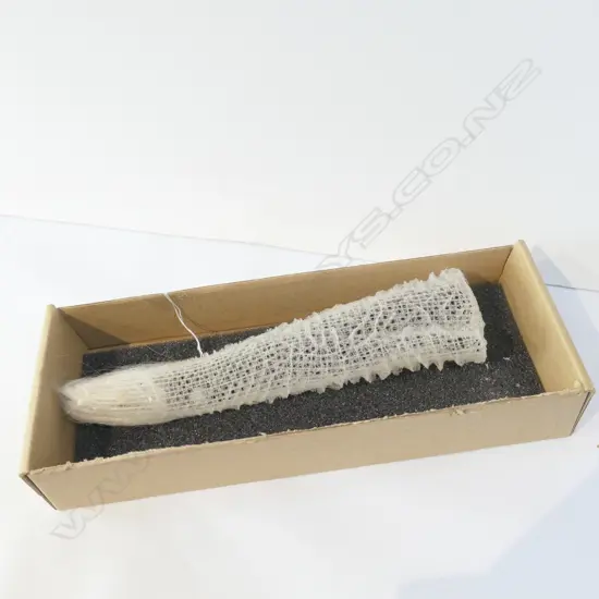 SOFT CORAL TUBE FORM 'VENUS CORAL'