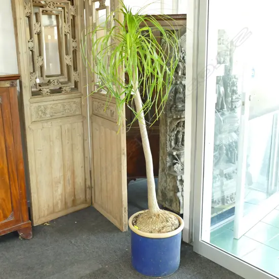 PONYTAIL POTTED PLANT