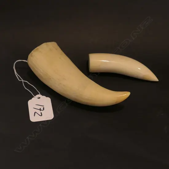 2 WHALES TEETH 1898