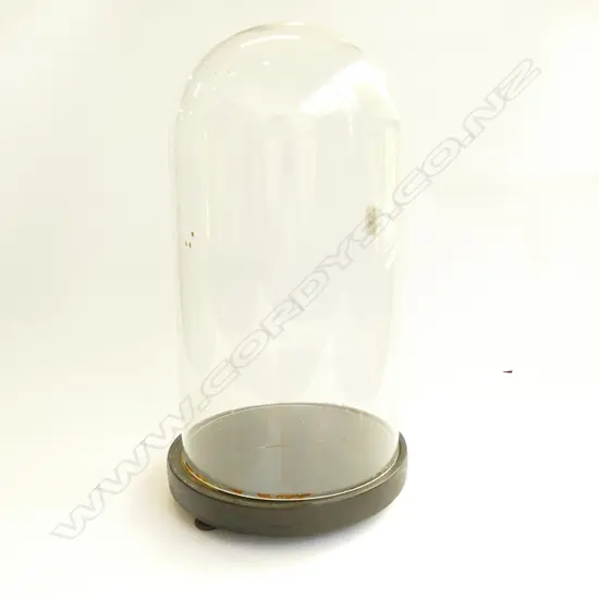 VINTAGE GLASS DISPLAY DOME ON EBONISED ROUND BASE