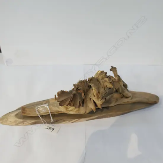 DACTYLANTHUS (WOOD ROSE) SPECIMEN WITH 4 ‘ROSES’ 