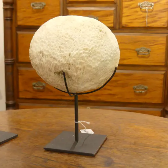 CORAL SPECIMEN ON STAND H 220 MM