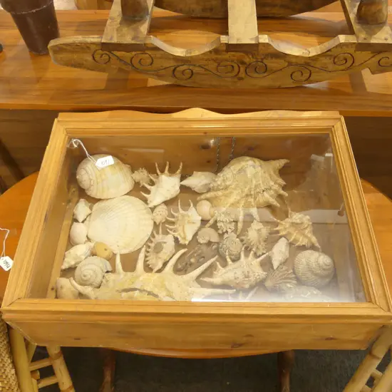 WOODEN DISPLAY CABINET W/ ASST WORLD SHELLS. W. 630MM