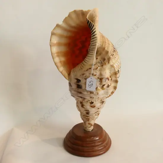 MOUNTED SHELL CHARONIA TRITONIS H 400 MM