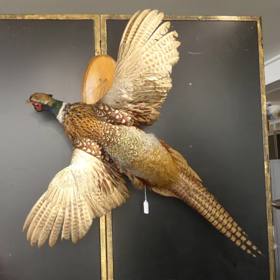 WALL TAXIDERMY PHEASANT