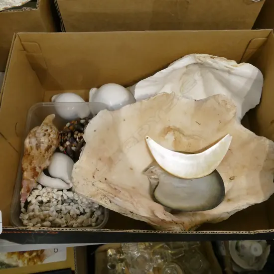 LOT ASST WORLD SHELLS