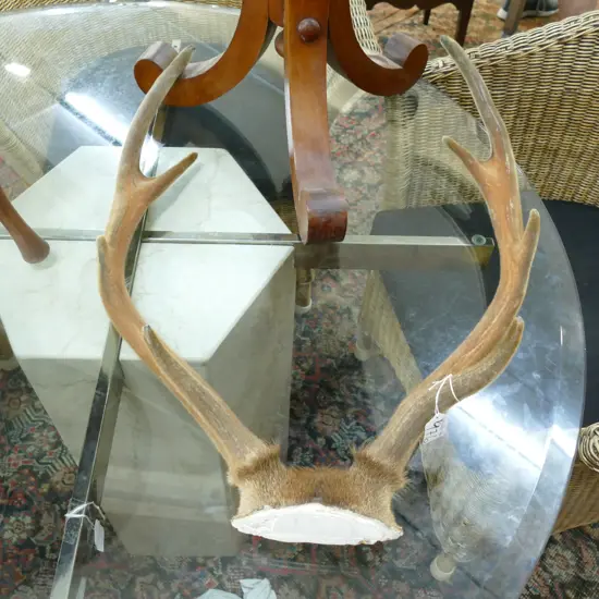 DEER ANTLERS