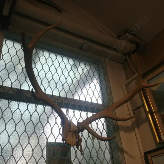 DEER ANTLERS W SKULL SECTION