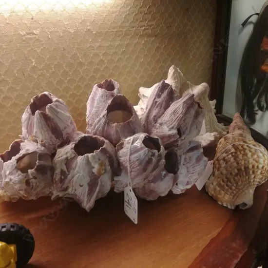 LGE BARNACLE SHELL GROUP & 2 OTHER SHELLS