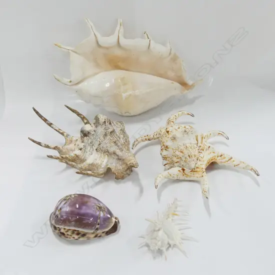 4 SPIDER SEASHELLS + OTHER CARVED COWRIE